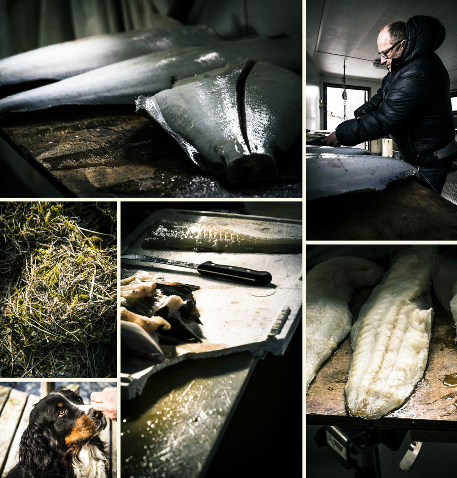 Frischer Fisch Bei Der Skitouren Woche Norwegen